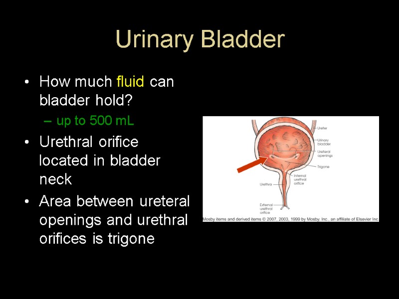 Urinary Bladder How much fluid can bladder hold? up to 500 mL Urethral orifice